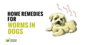 home remedies for worms in dogs