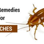 Home Remedies for Roaches In The House