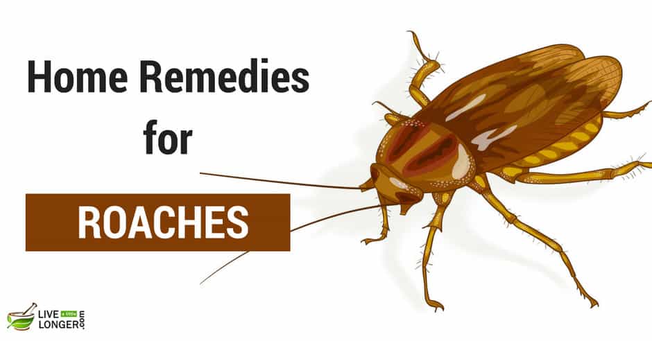 Home Remedies for Roaches In The House