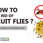 how to get rid of fruit flies fast