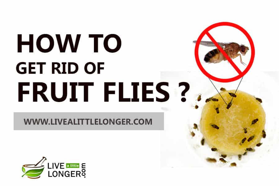 How To Get Rid Of Fruit Flies and Gnats In The House? - How To Get Rid Of Fruit Flies In The House