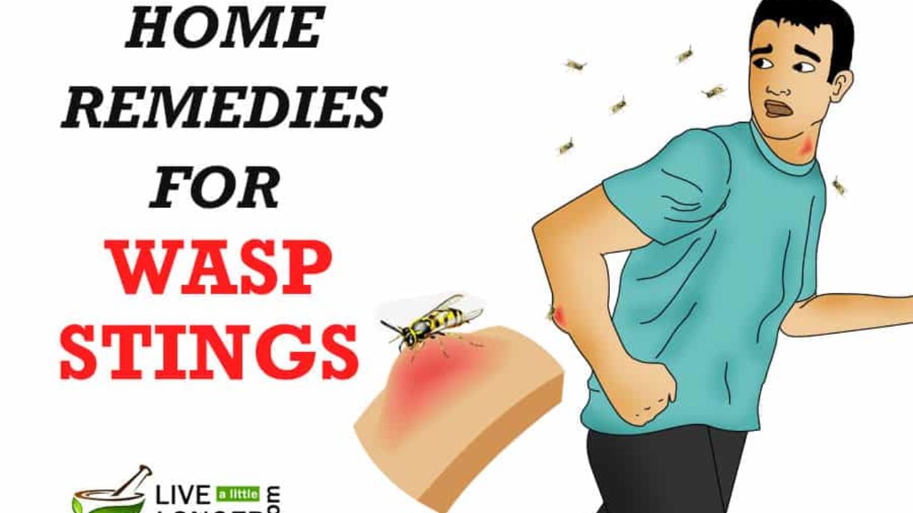 wasp stings home remedies