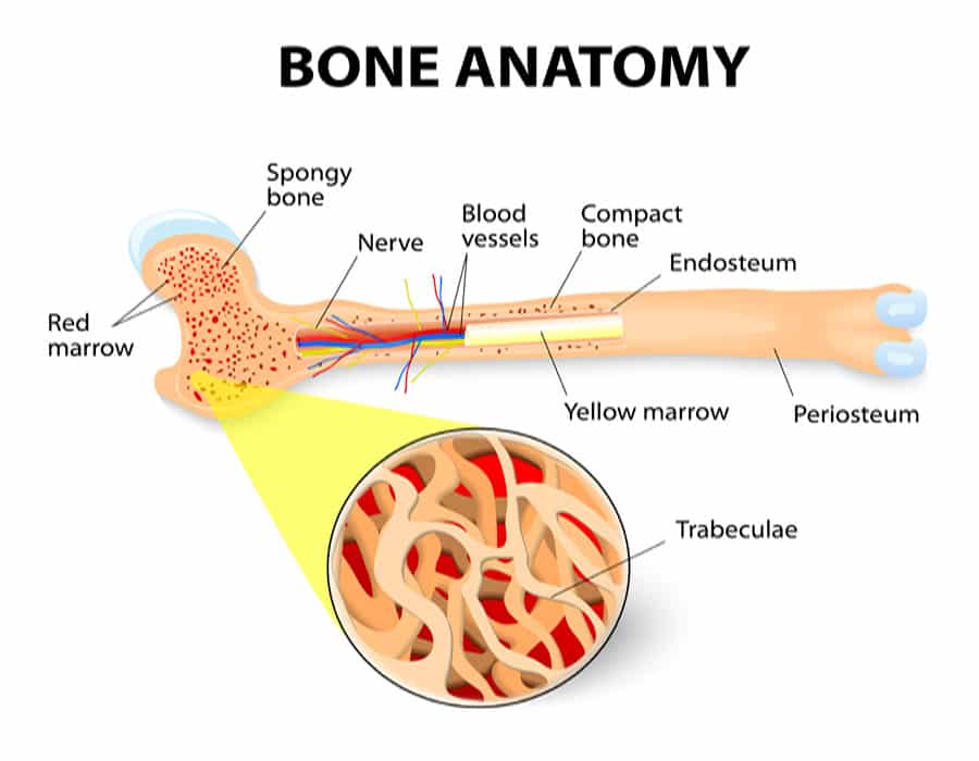 anatomy of bone