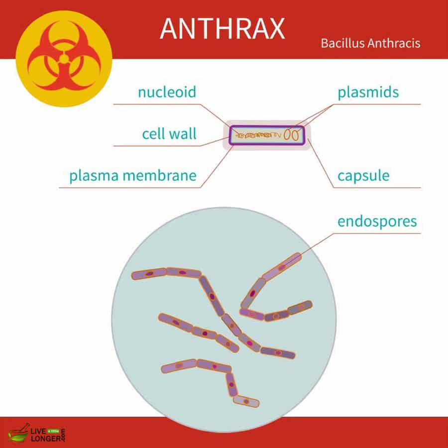 anatomy of anthrax