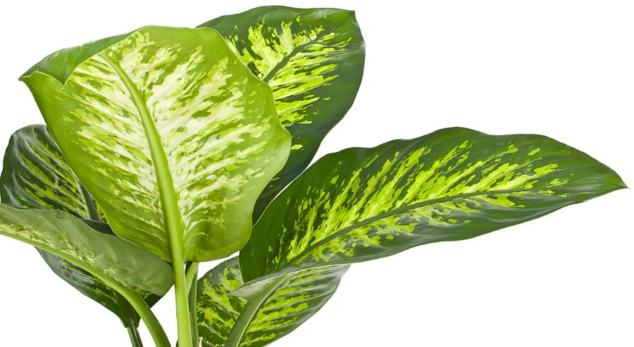 top 10 most poisonous plants
