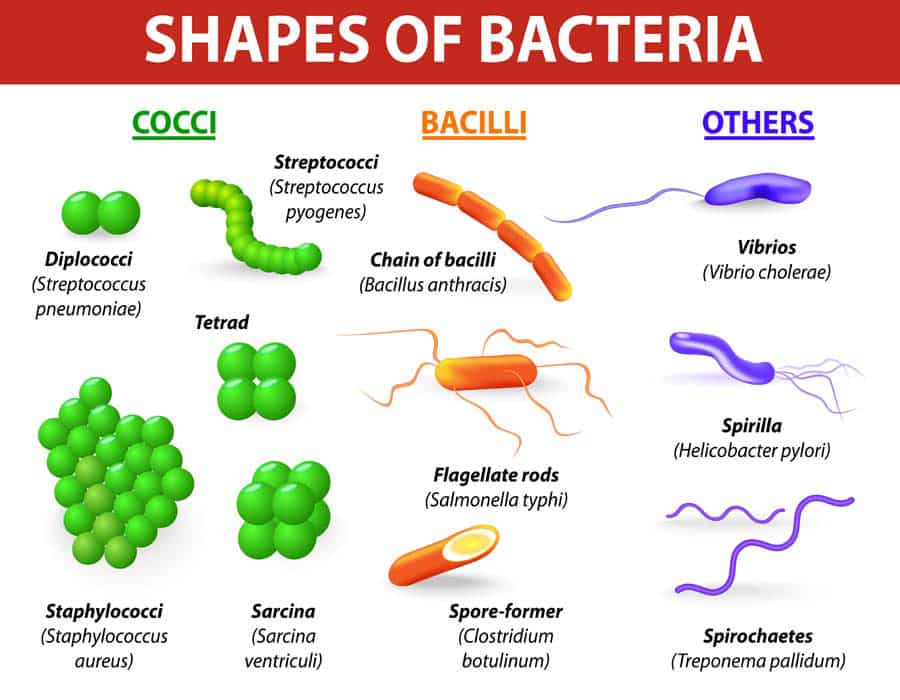 types of bacteria and virus