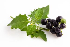 Solanum Nigrum herb for freckles