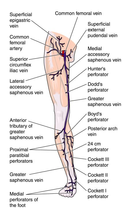 anatomy of leg