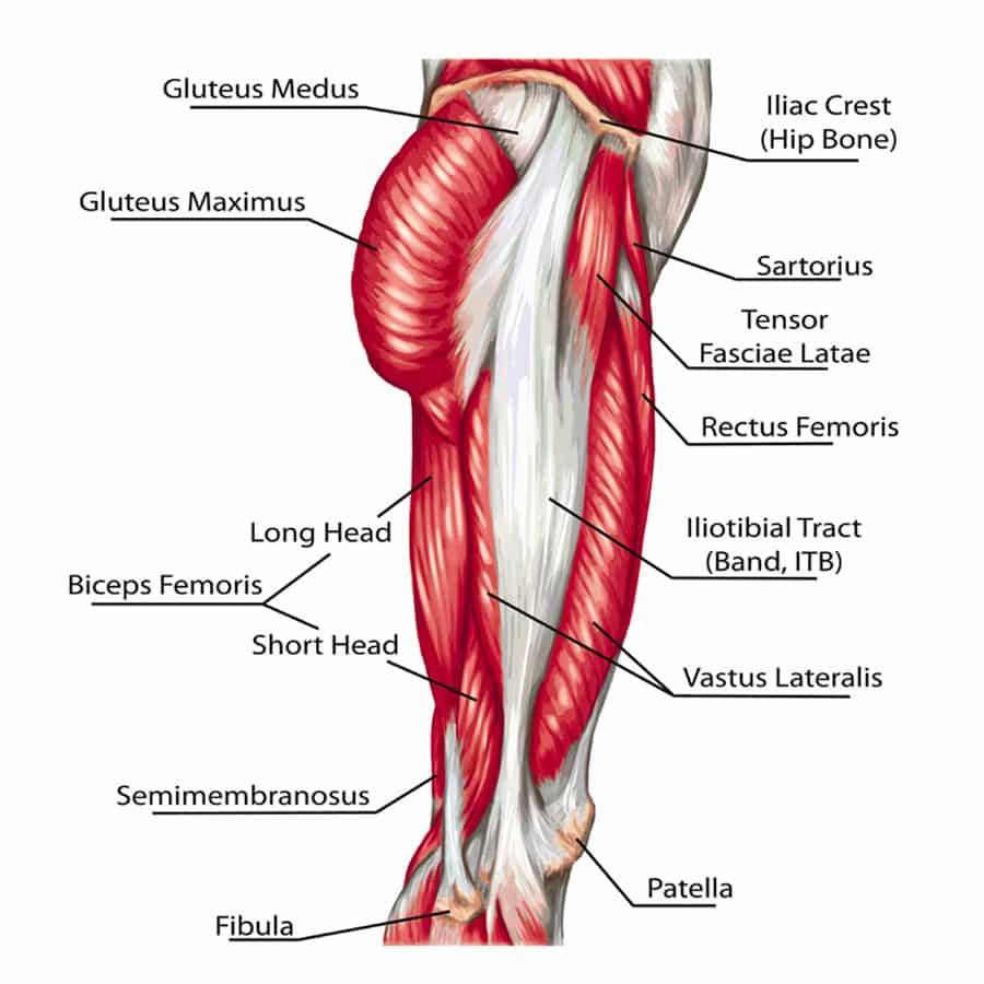 leg anatomy