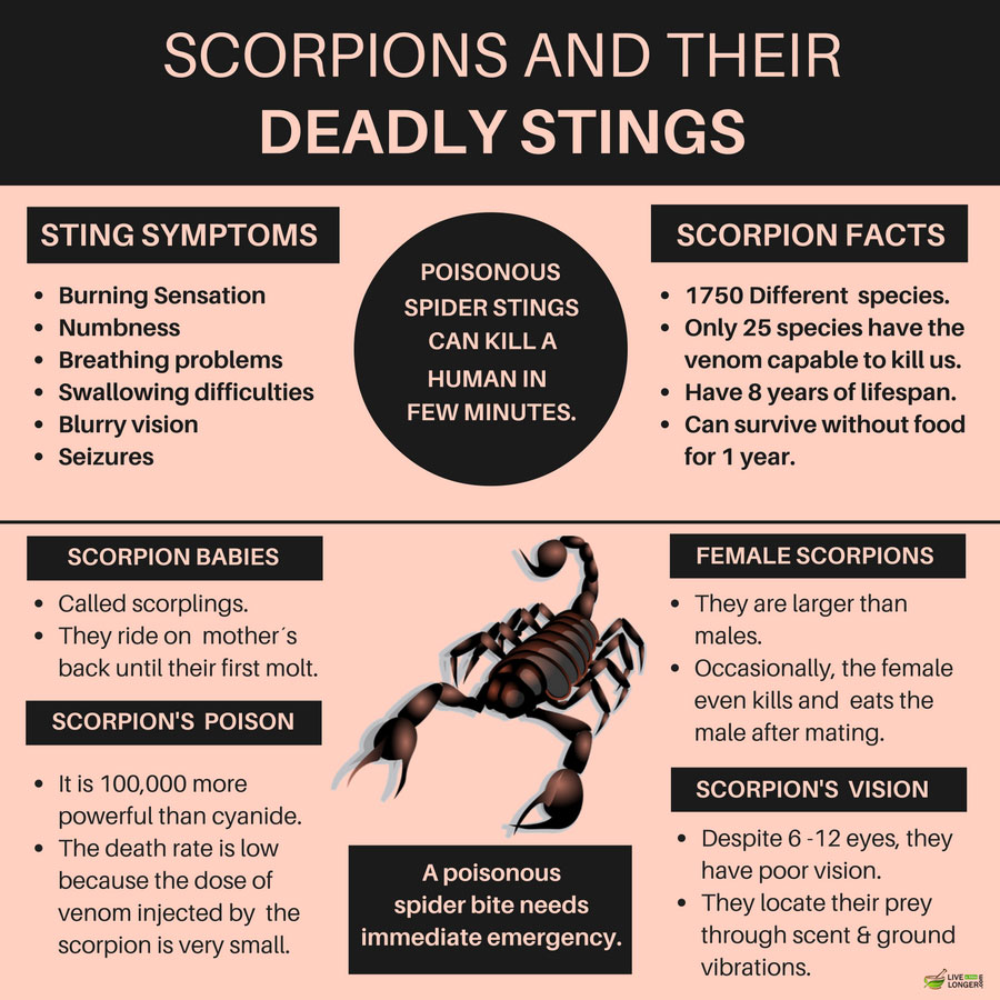 natural remedies for scorpion stings