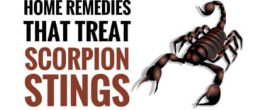 best home remedies for scorpion stings