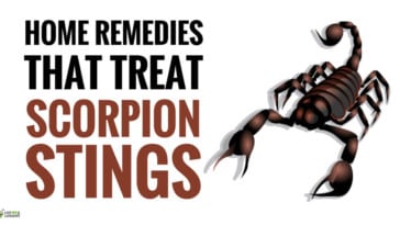 best home remedies for scorpion stings