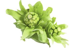 Butterbur herbs for migraine