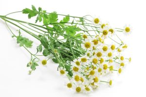 herbs that treat migraines