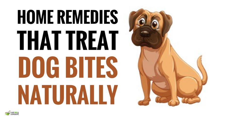 dog bite home remedies treatment