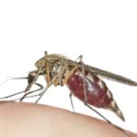 How Long Do Mosquito Bites Last