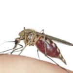 How Long Do Mosquito Bites Last