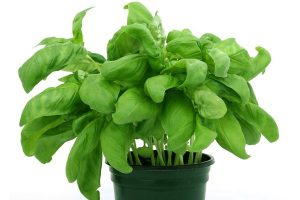 Basil Leaves for menstrual pain