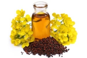 Mustard Essential Oil