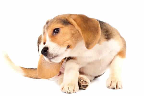 ear-mites-in-dogs