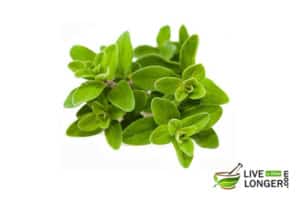 Marjoram Leaf Benefits