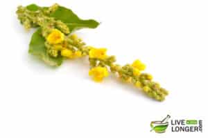 Mullein Leaf Organic