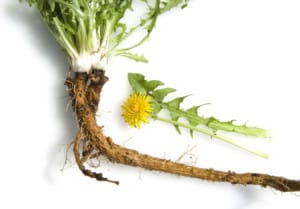 Home Remedies for Hepatitis C
