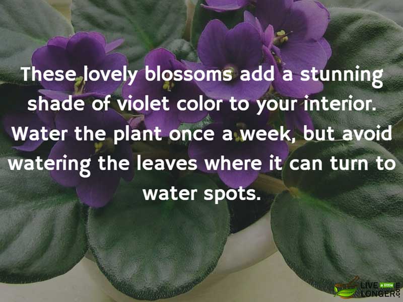 The best indoor Plants-10