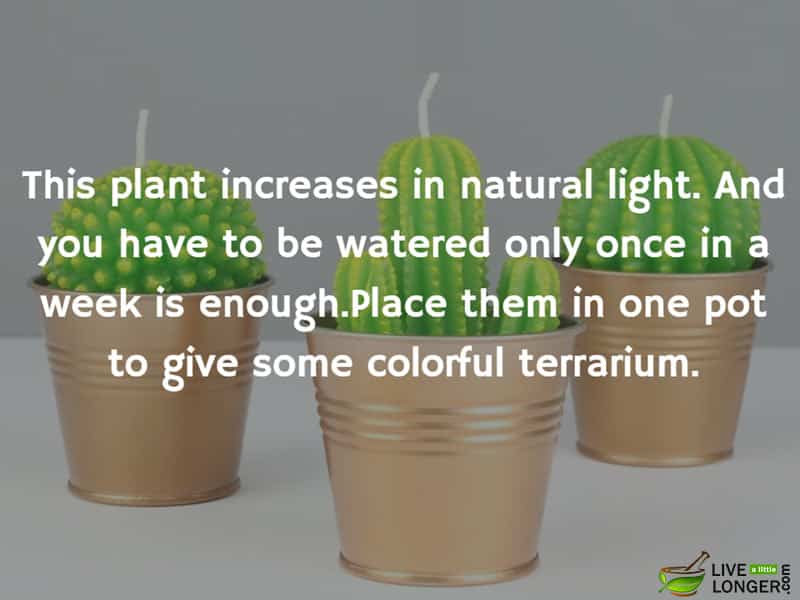 The best indoor Plants-3