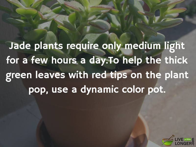 The best indoor Plants-5