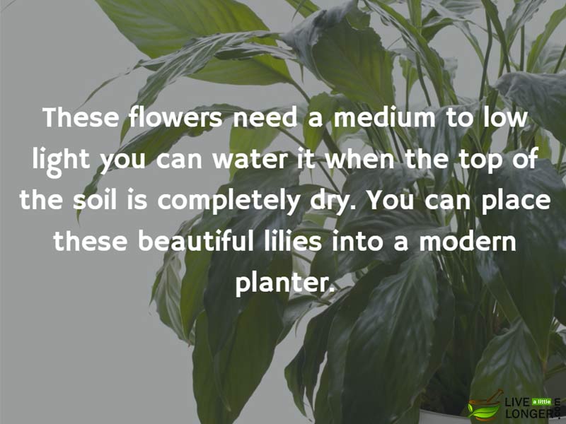 The best indoor Plants-6