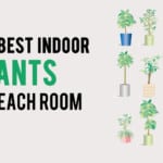 plants for each room