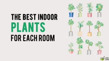 plants for each room