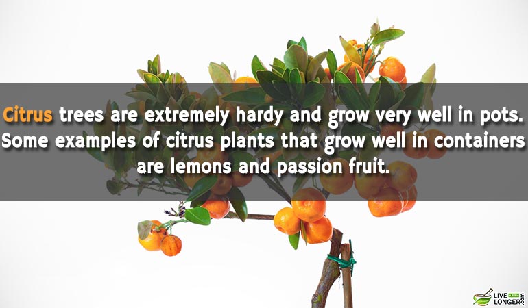 Citrus-Can-Grown-At-Home