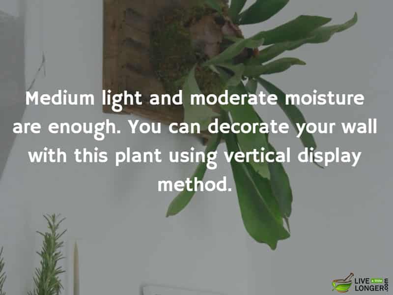 The best indoor Plants-1