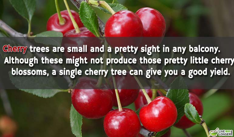 cherries-Can-Grown-At-Home