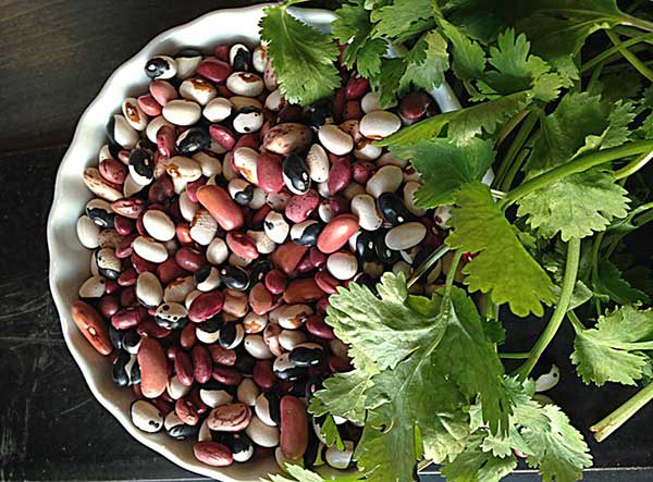 what are the health benefits of cilantro