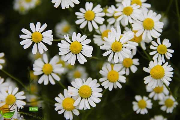 herbs for anxiety 